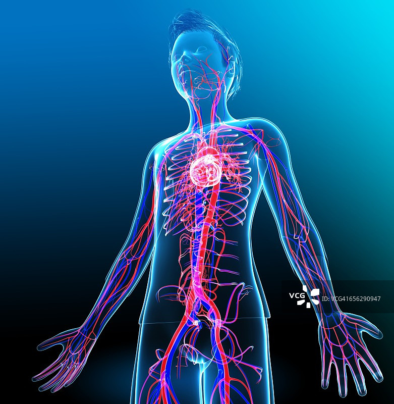 人体心血管系统，插图图片素材