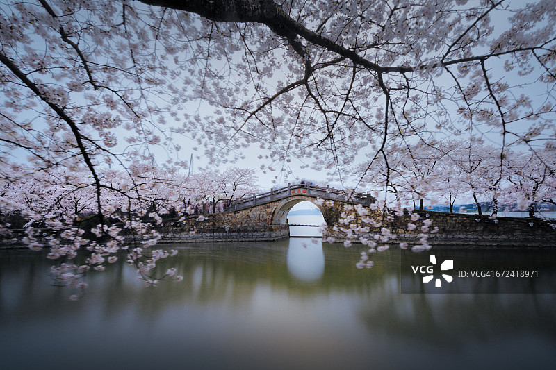 春天的樱花和桥。Yuantouzhu。图片素材