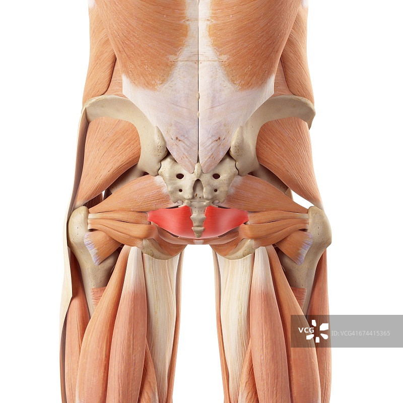 人体臀部的肌肉图片素材