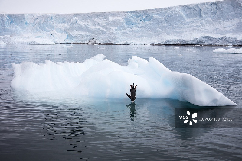 巴布亚企鹅从浮冰上俯冲到水中图片素材