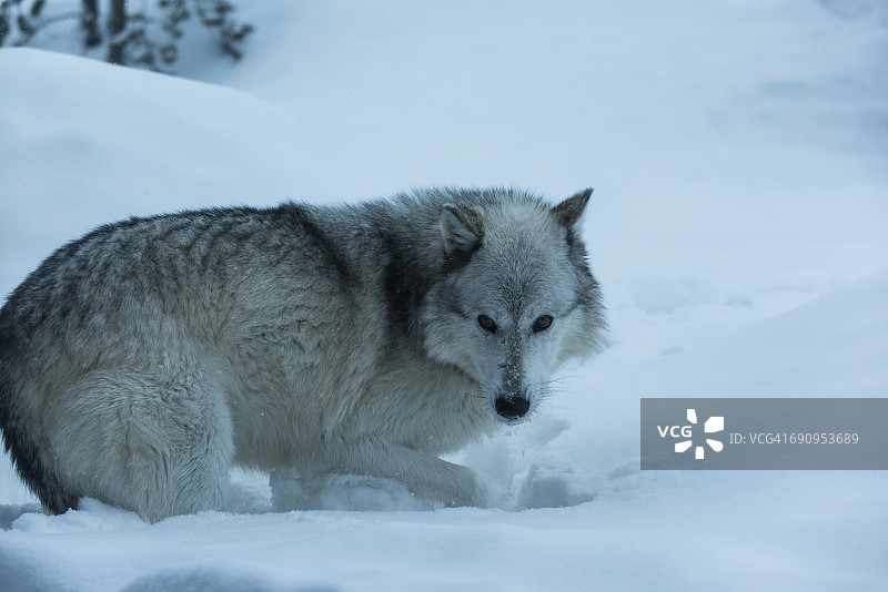 雪中的灰狼图片素材