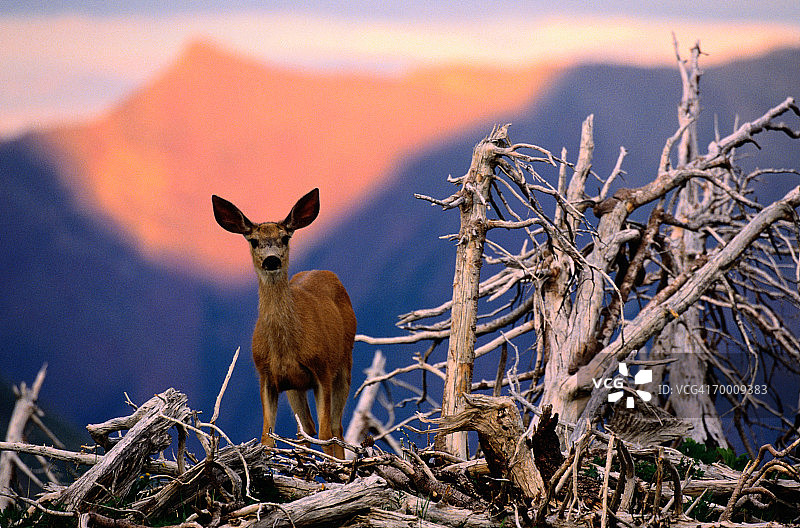 站在枯树旁的黑尾鹿，美国蒙大拿州图片素材