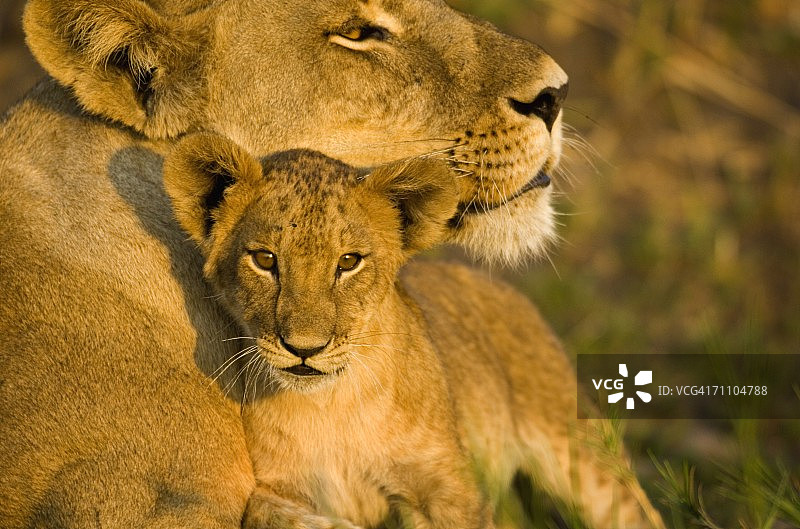 雌狮(狮子)和幼崽的特写图片素材