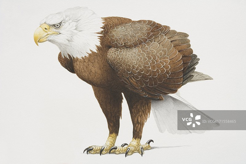 白头Haliaeetus leucocephalus，白头棕体秃头鹰的侧视图。图片素材
