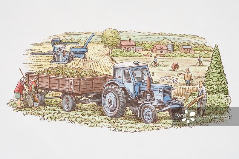 农场工人在耕地和收割庄稼，前景是装满卷心菜的拖拉机和拖车，背景是农场建筑。图片素材