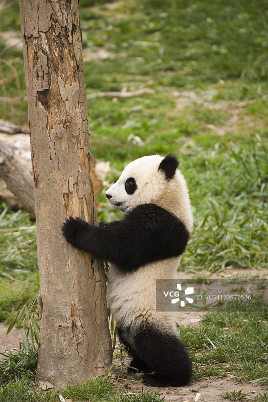 一只熊猫靠树站着图片素材