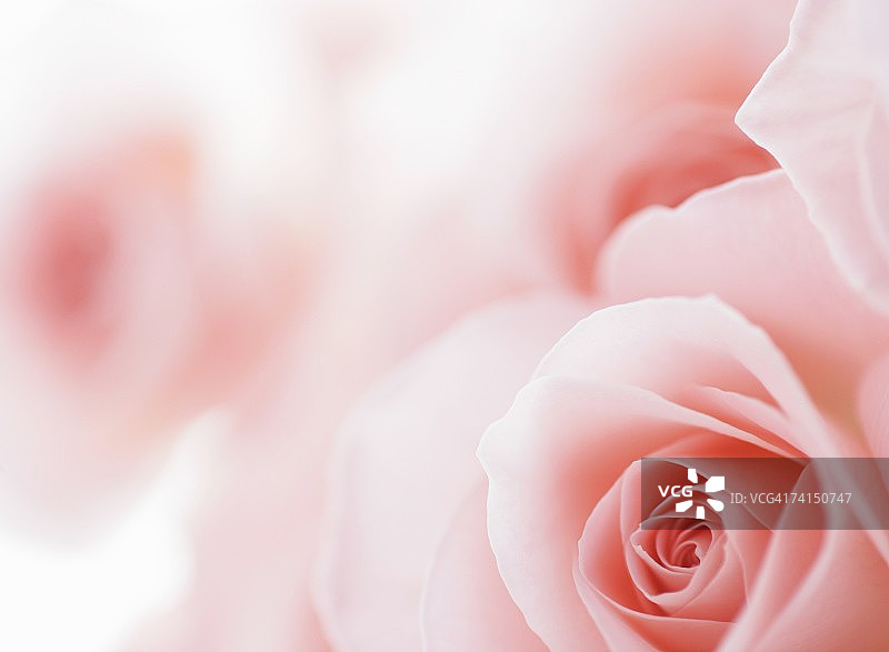 粉红色的玫瑰,特写图片素材