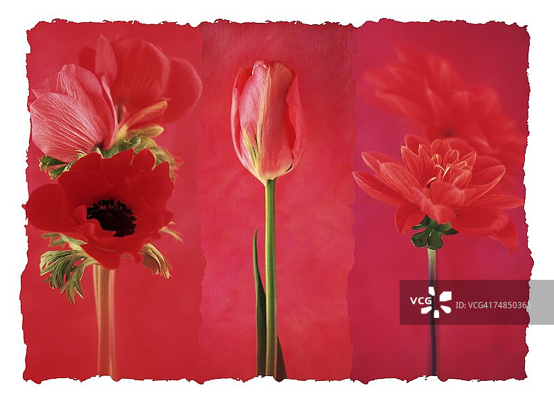 一幅红花拼贴画图片素材