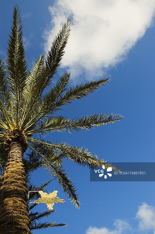 低角度的棕榈树图片素材