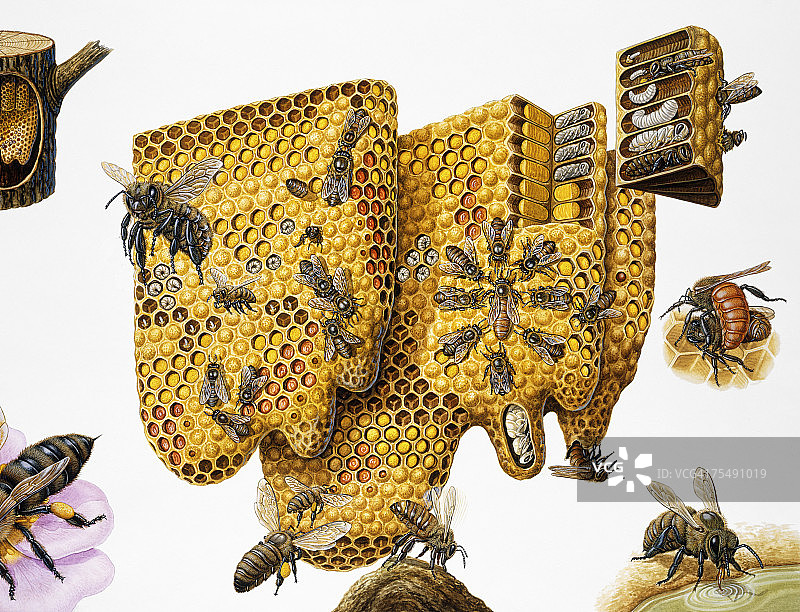 蜜蜂，(Apis mellifera)蜂房和生命周期，扩大截面和插图图片素材
