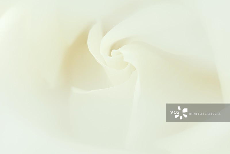 白色花瓣，特写镜头图片素材