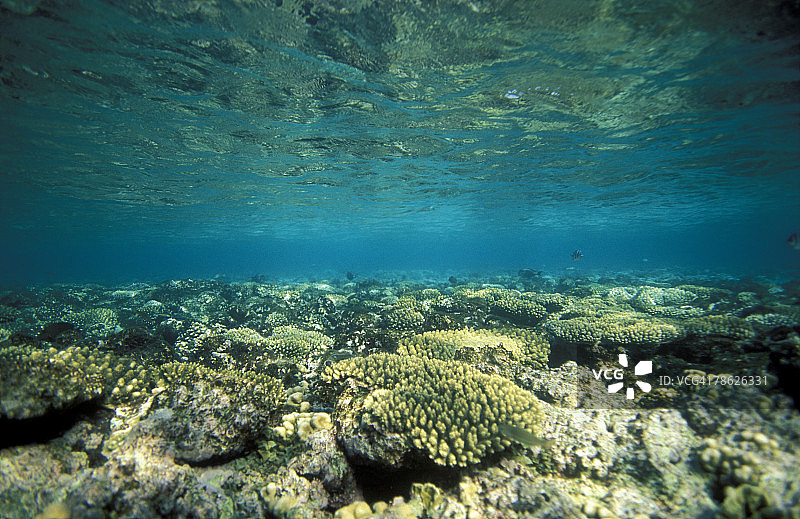 海洋中的珊瑚礁图片素材