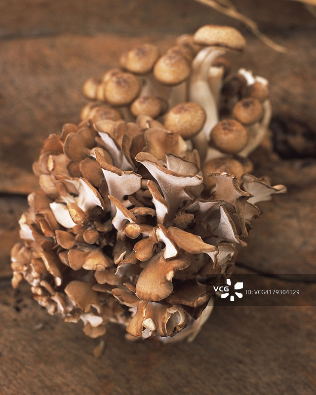 两种不同种类的蘑菇的特写图像，高角度视图，差焦图片素材