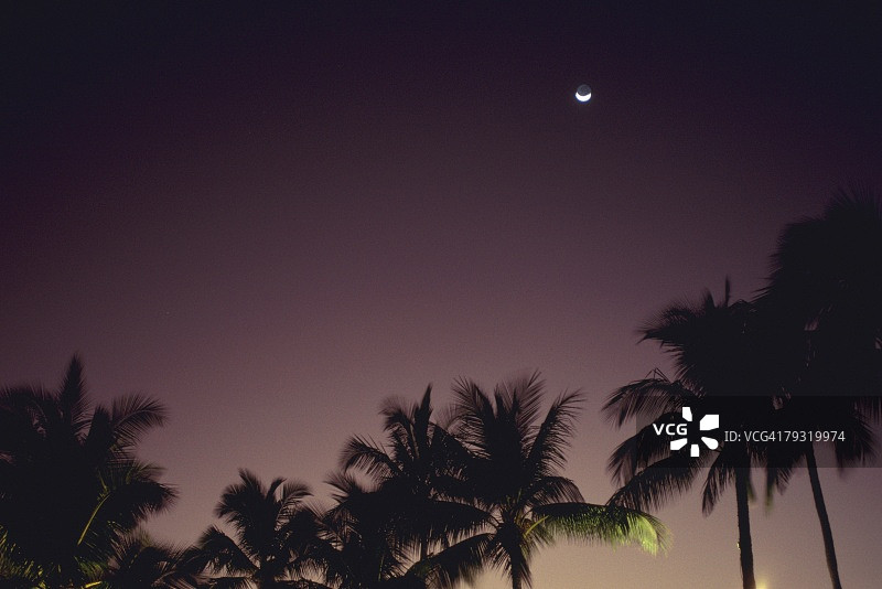 棕榈树和月亮，低角度视野，长曝光图片素材