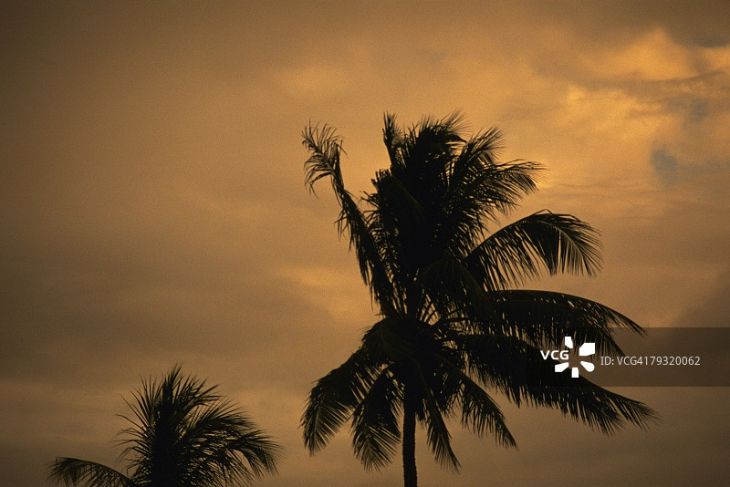 棕榈树的剪影对傍晚的天空，低角度的观点图片素材