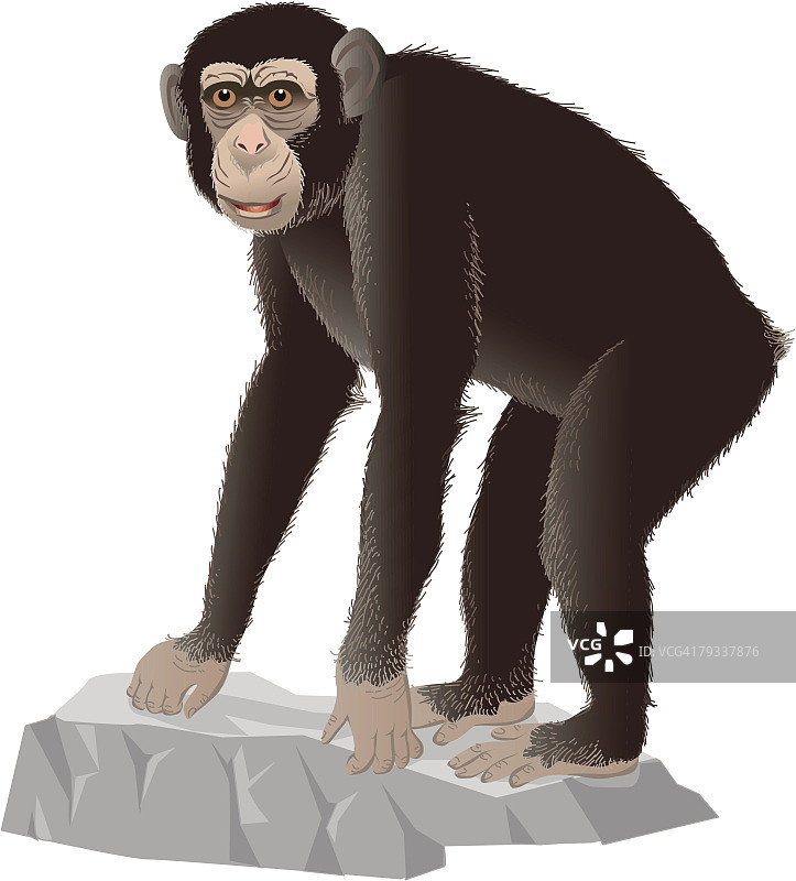 黑猩猩在岩石上，肖像图片素材