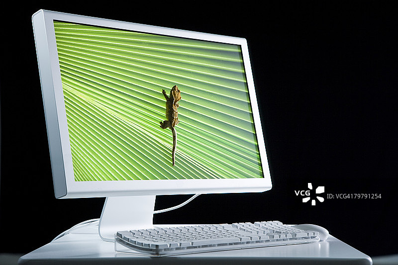 带蜥蜴的电脑显示器图片素材