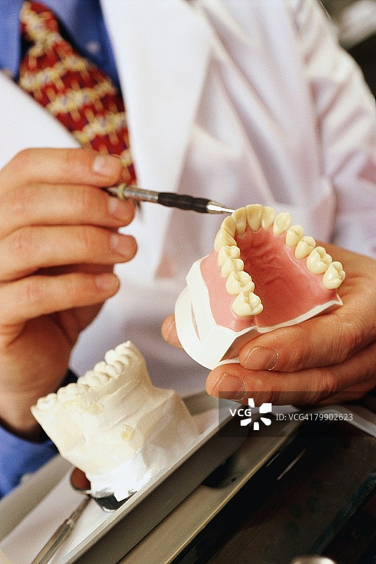 牙医展示牙齿模型图片素材