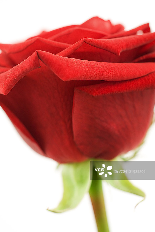 红玫瑰，特写，侧视图图片素材