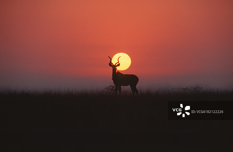 黄昏时分，羚羊的剪影出现在地平线上。埃托沙国家公园，纳米比亚。图片素材