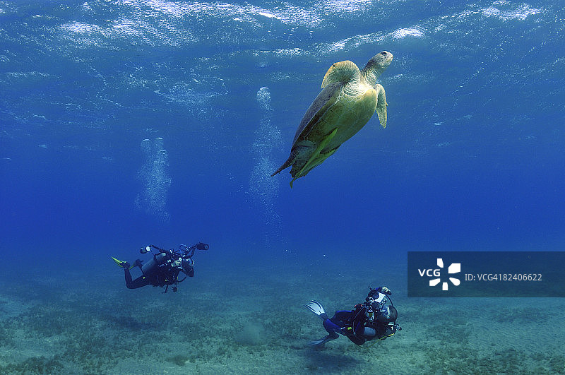 潜水员拍摄绿海龟(米达斯龟)图片素材
