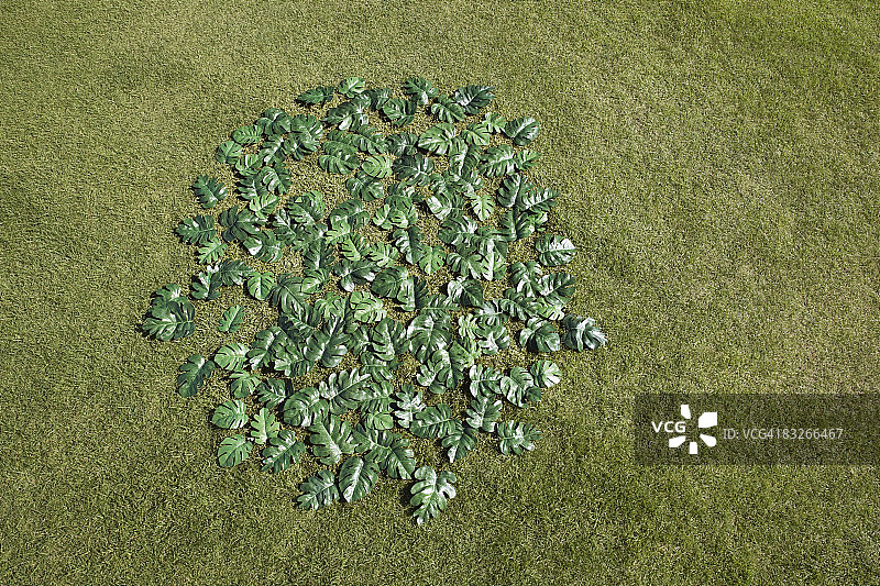 绿色的叶子在草的圆圈图片素材