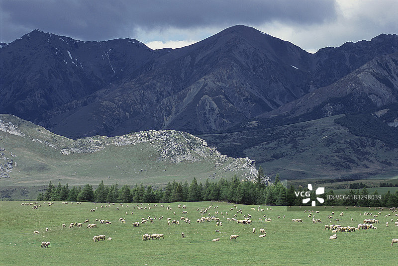 羊吃草,新西兰图片素材