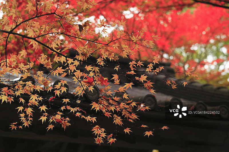 秋天枫叶的树枝，特写图片素材