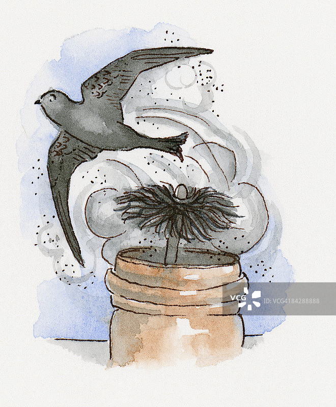 插图烟囱雨燕(Chaetura pelagica)飞离烟囱扫刷和烟灰云上方的烟囱壶图片素材