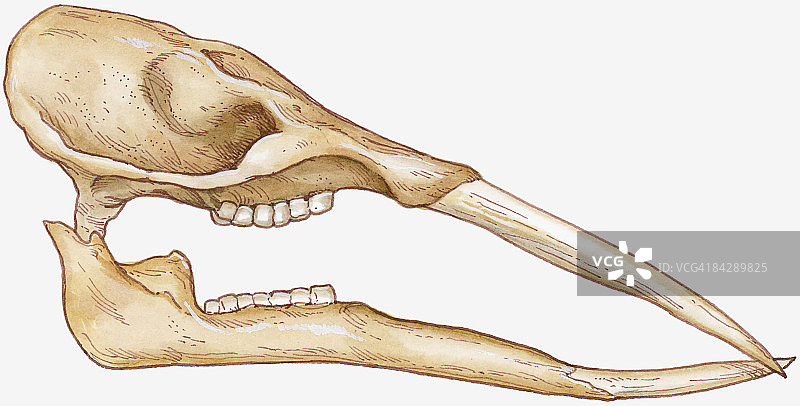 Gomphotherium的插图显示长牙在拉长的颚和磨牙图片素材