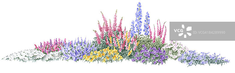 花坛插图的彩色地被灌木和高大的花穗图片素材