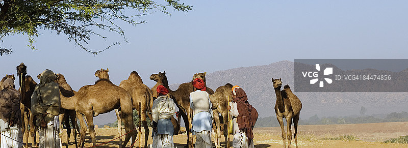 印度拉贾斯坦邦，普什卡，一群人和骆驼参加一个集市图片素材