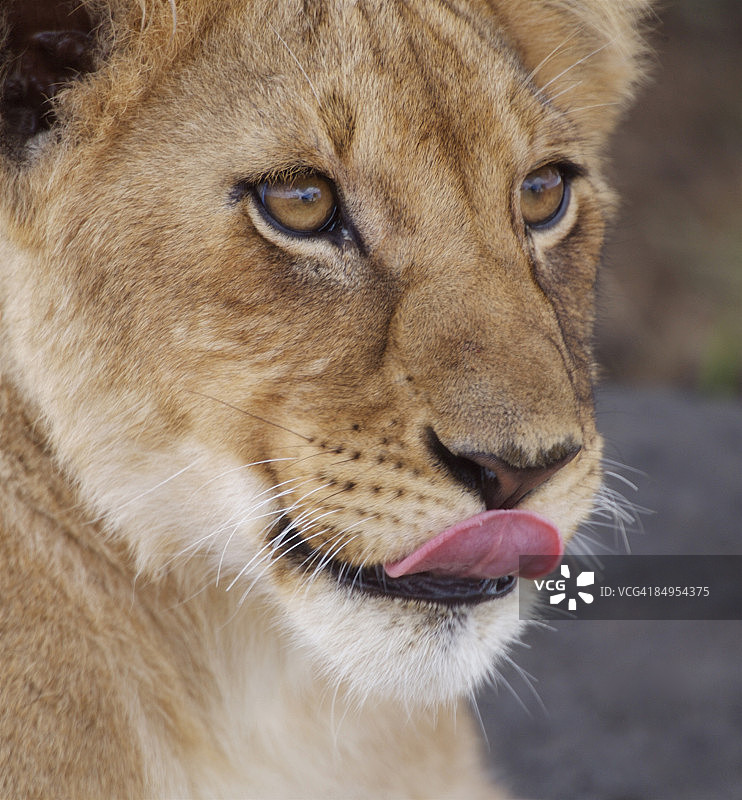 图为坦桑尼亚塞伦盖蒂野生动物保护区的小狮子(狮子)图片素材