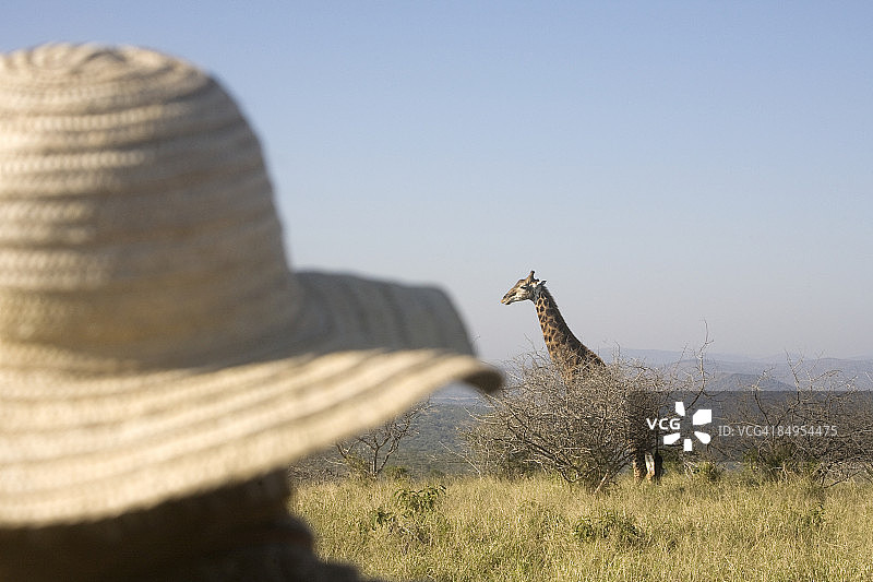 南非夸祖鲁-纳塔尔省，一名戴着宽边太阳帽的妇女望向一只长颈鹿图片素材