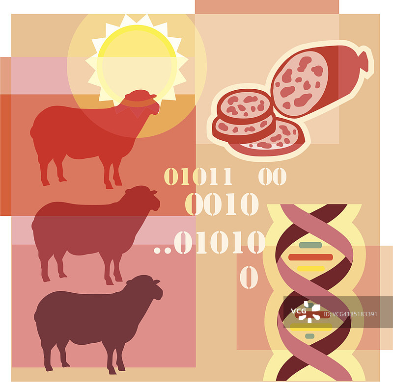 关于克隆羊、二进制代码、DNA和转基因肉制品的蒙太奇插图图片素材
