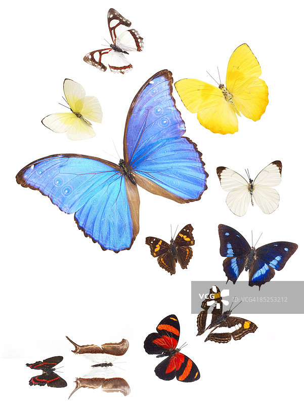 收集了11种不同的蝴蝶。图片素材