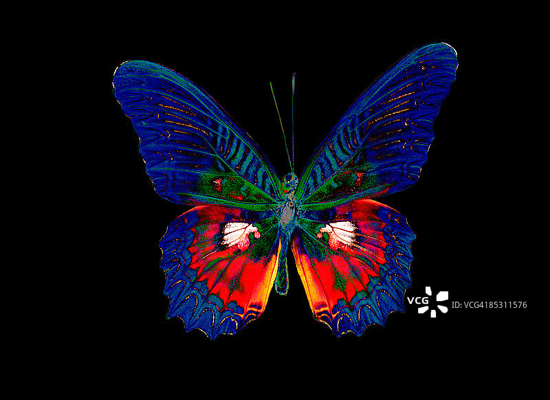 彩色蝴蝶设计与黑色背景图片素材