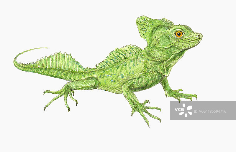 绿色鬣蜥或普通鬣蜥(iguana iguana)，站立图片素材
