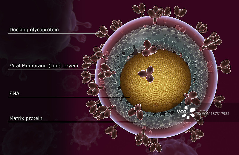 艾滋病毒结构图片素材
