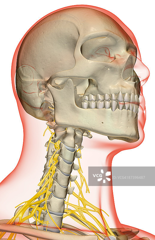 颈部的神经图片素材