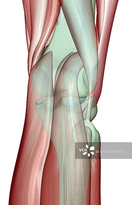 膝关节的肌肉骨骼图片素材