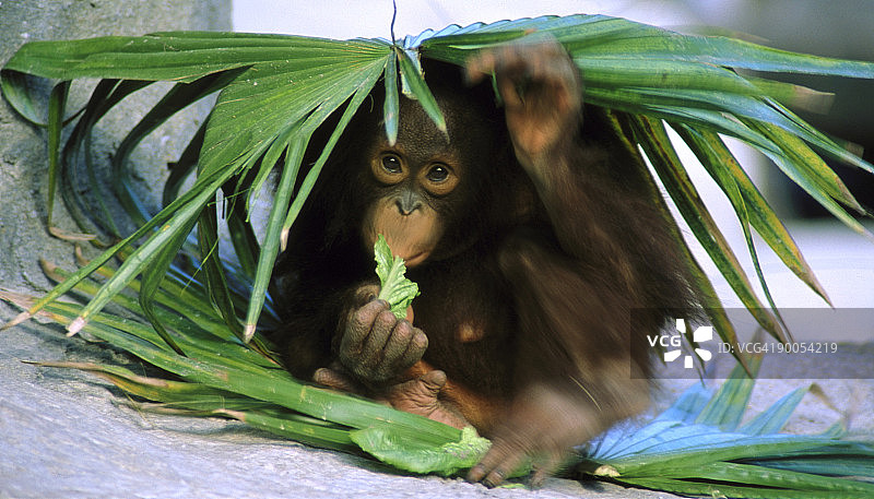 婆罗洲猩猩pongo pygamaeus pygmaus婴儿吃洛瑞公园动物园，佛罗里达图片素材