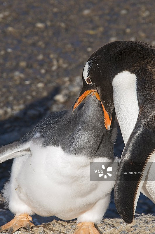 巴布亚企鹅喂养大型雏鸟，古尔丁岛，南极半岛，南极洲，极地地区图片素材