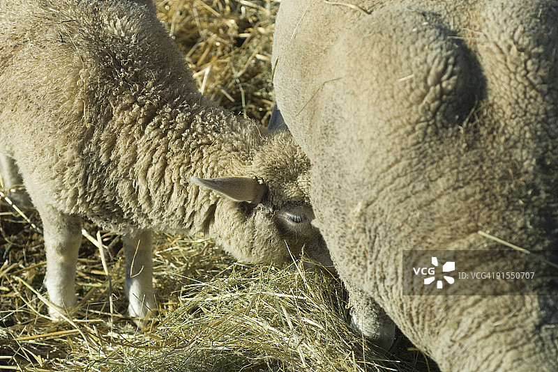 母羊哺育小羊羔图片素材