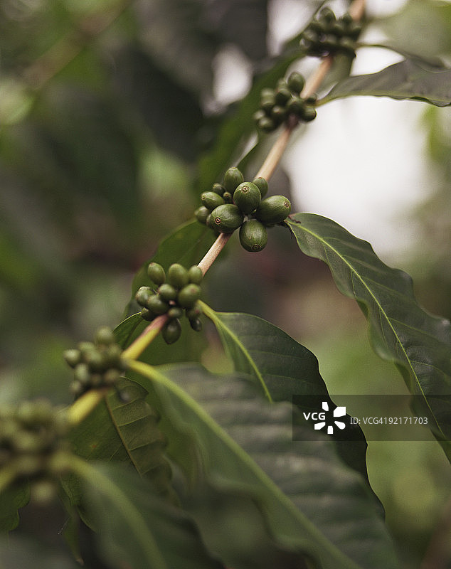 树枝上的咖啡浆果图片素材