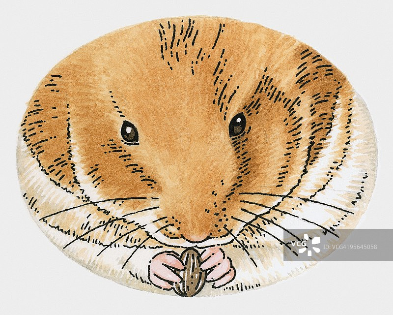 仓鼠拿着葵花籽的插图图片素材