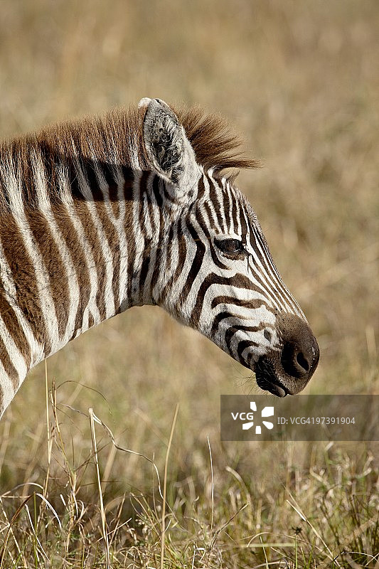 斑马(平原斑马)(普通斑马)，马赛马拉国家保护区，肯尼亚，东非，非洲图片素材