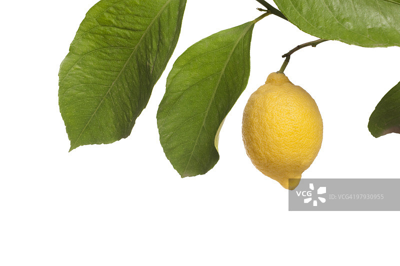 柠檬和树枝上的白色图片素材