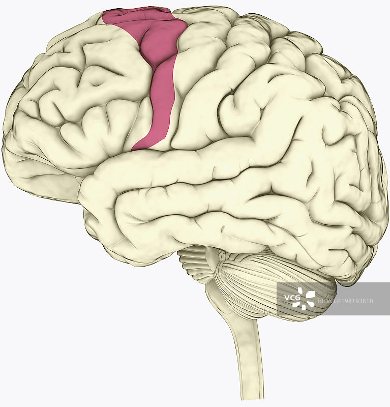 人类大脑中参与决策的运动前皮层的数字插图，以粉红色突出显示图片素材