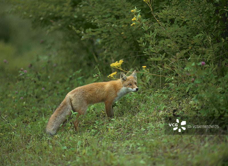 小红狐狸图片素材